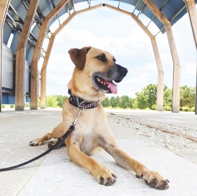 A day with doggy in the Middle Peninsula