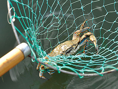 How To Catch Blue Crabs Using 2 Ring Crab Nets and Chicken From A