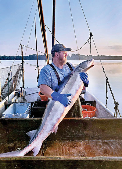 After a steep decline, sturgeon numbers up in Chesapeake Bay