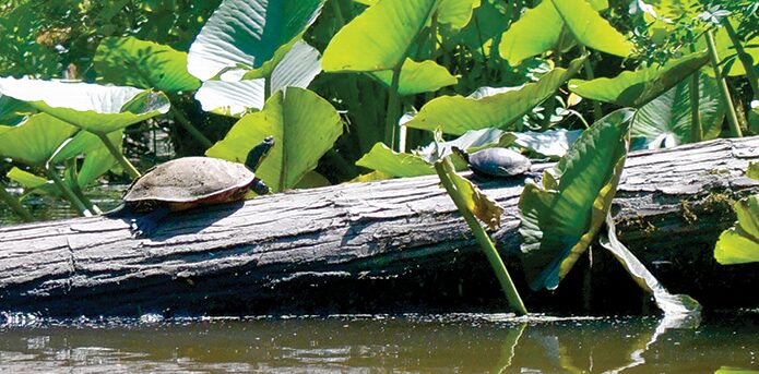 Turtles
